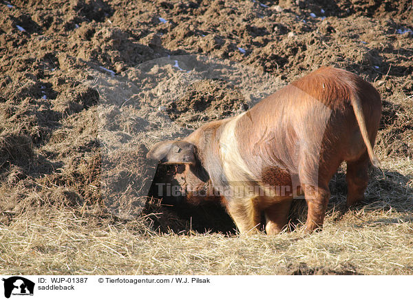 saddleback / WJP-01387