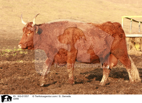 cattle / SG-01557