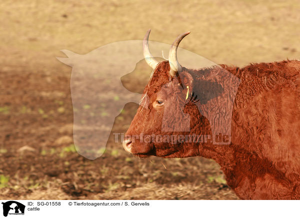 cattle / SG-01558