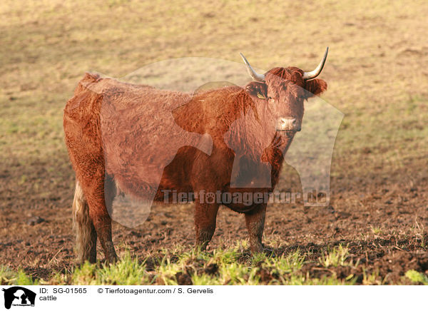 cattle / SG-01565