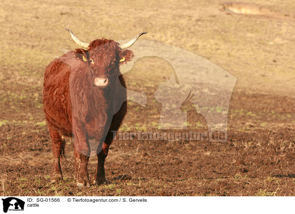 cattle / SG-01566