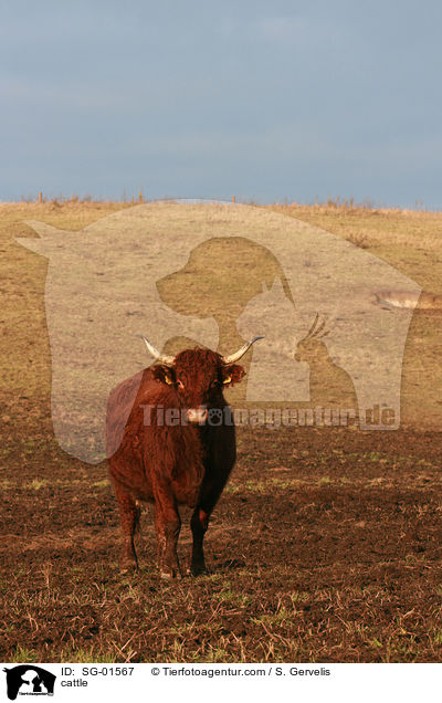 cattle / SG-01567