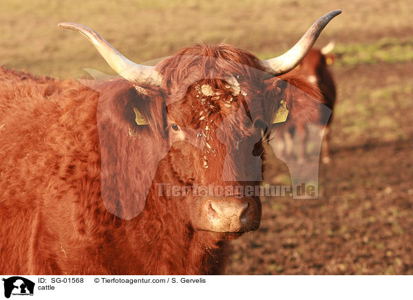 cattle / SG-01568