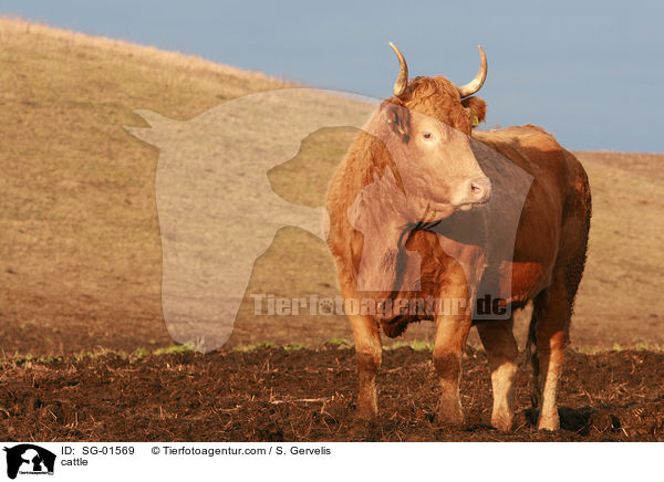 cattle / SG-01569
