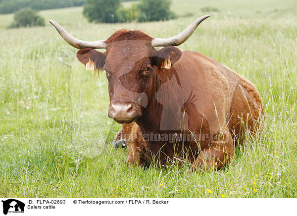 Salers cattle / FLPA-02693