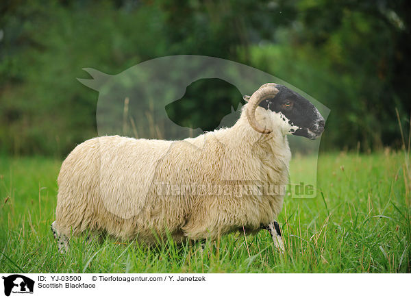 Scottish Blackface / YJ-03500