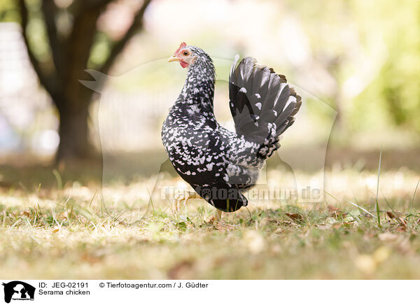 Serama chicken / JEG-02191