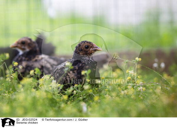 Serama / Serama chicken / JEG-02524