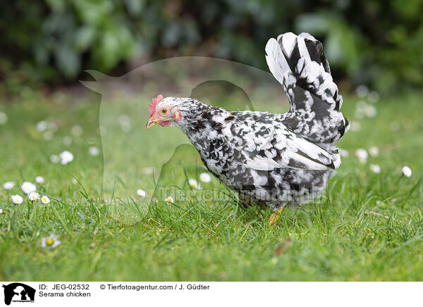 Serama / Serama chicken / JEG-02532