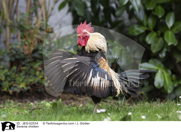 Serama / Serama chicken / JEG-02534