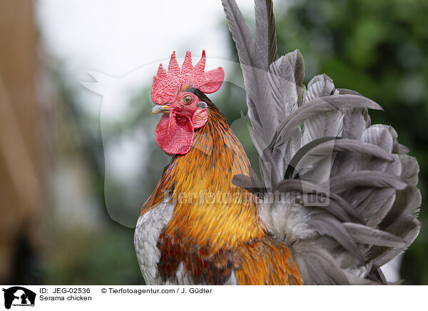 Serama / Serama chicken / JEG-02536