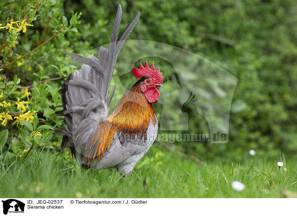 Serama / Serama chicken / JEG-02537