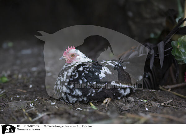Serama / Serama chicken / JEG-02539