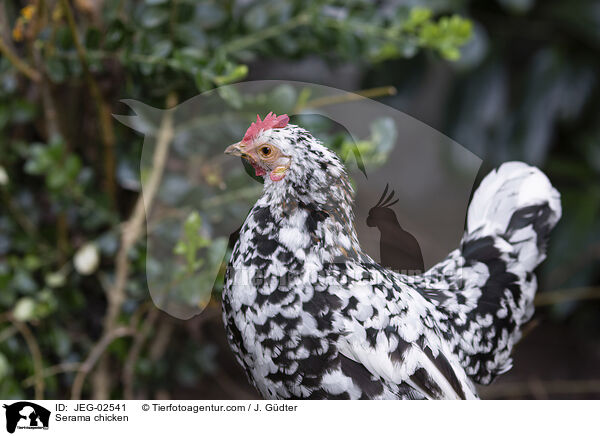 Serama / Serama chicken / JEG-02541