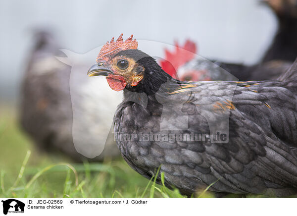 Serama / Serama chicken / JEG-02569