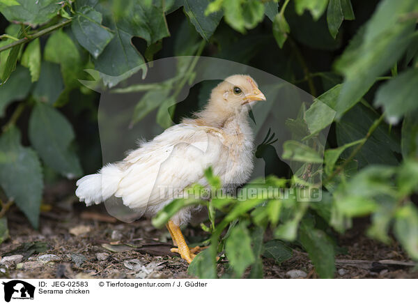 Serama / Serama chicken / JEG-02583