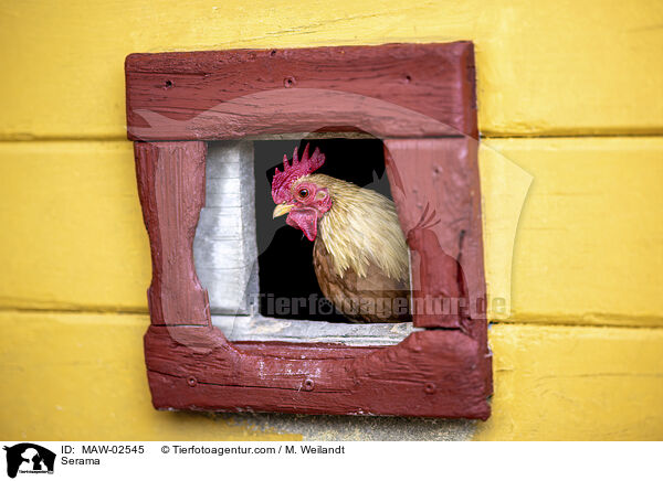 Serama / Serama / MAW-02545