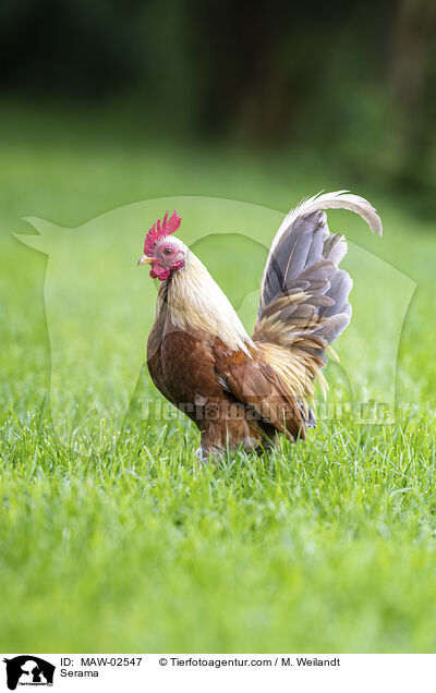 Serama / Serama / MAW-02547