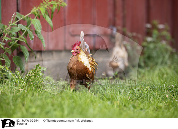 Serama / Serama / MAW-02554