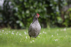 Serama chicken