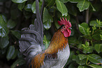 Serama chicken