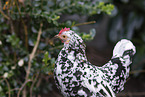 Serama chicken