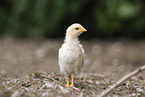 Serama chicken