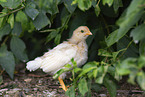 Serama chicken