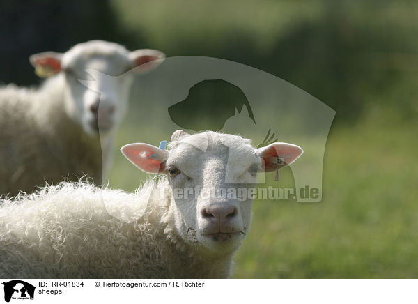 Schafe / sheeps / RR-01834