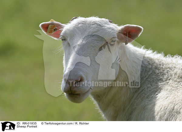 Schaf / Sheep Portrait / RR-01835