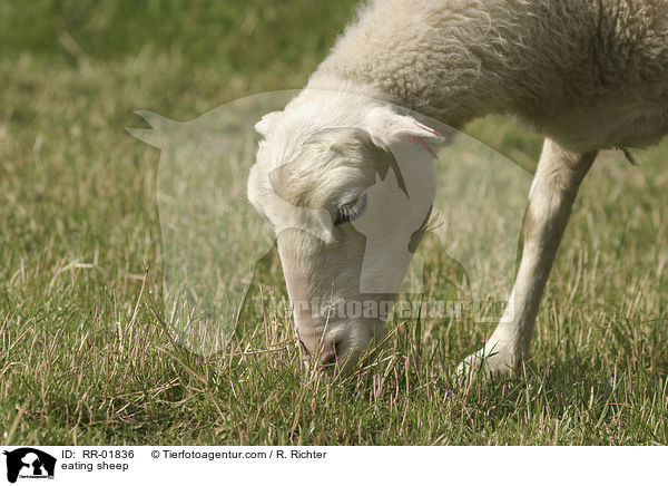 fressendes Schaf / eating sheep / RR-01836