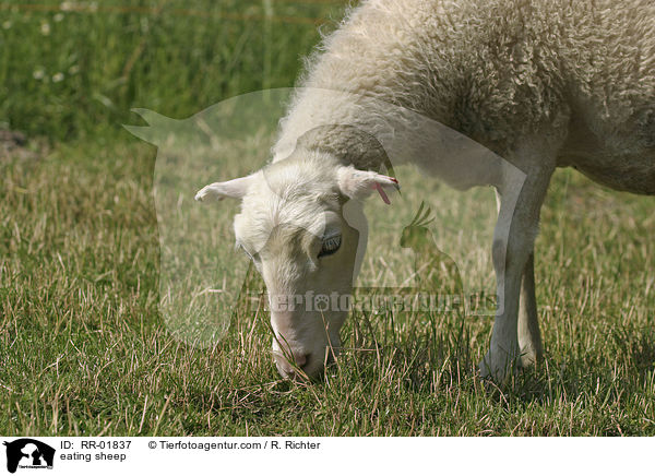 fressendes Schaf / eating sheep / RR-01837