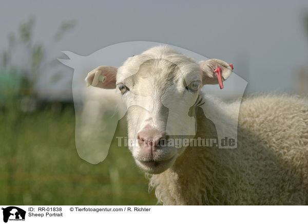 Schaf / Sheep Portrait / RR-01838