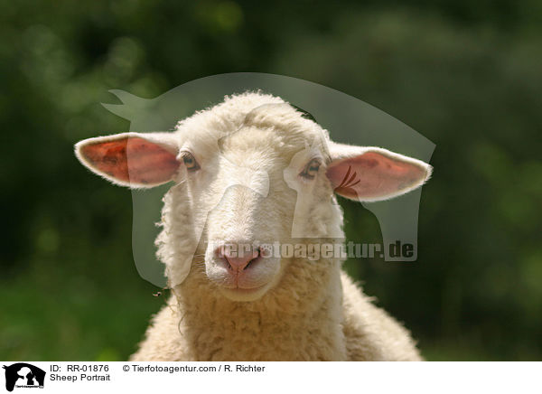 Schaf / Sheep Portrait / RR-01876