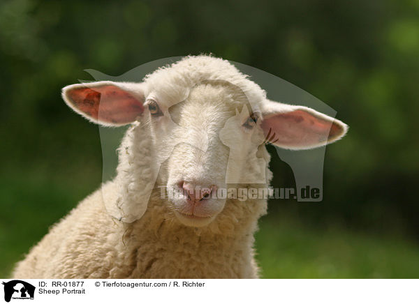 Schaf / Sheep Portrait / RR-01877