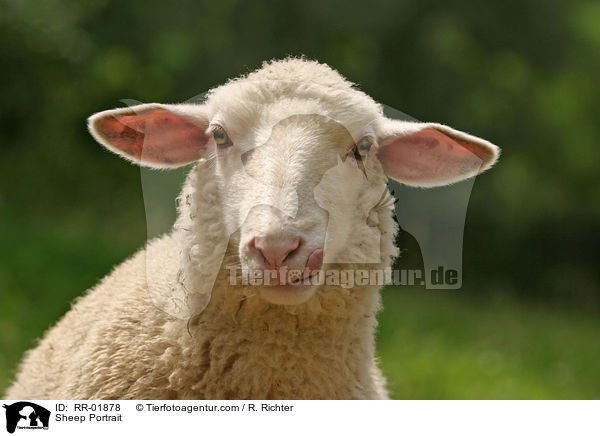 Schaf / Sheep Portrait / RR-01878
