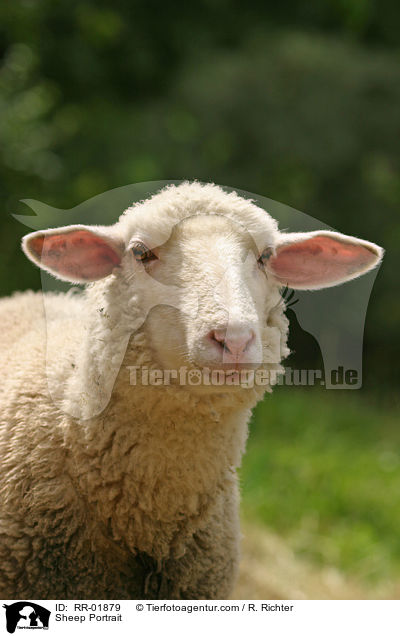 Schaf / Sheep Portrait / RR-01879