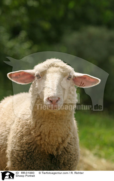 Schaf / Sheep Portrait / RR-01880