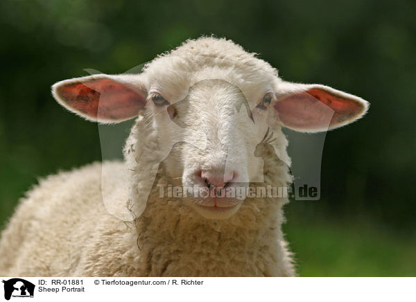 Sheep Portrait / RR-01881