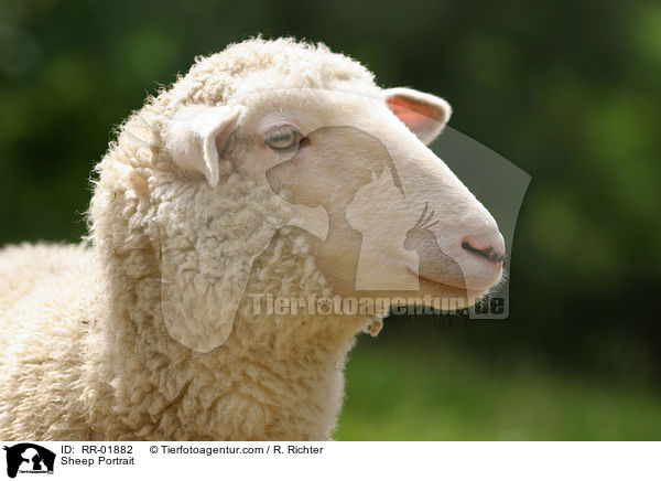 Schaf / Sheep Portrait / RR-01882