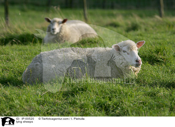 liegende Schafe / lying sheeps / IP-00520