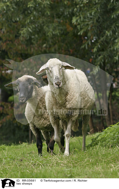 zwei Schafe / two sheeps / RR-05681