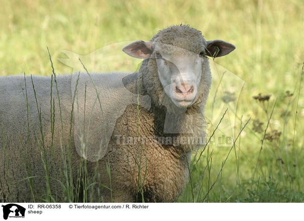 Schaf / sheep / RR-06358