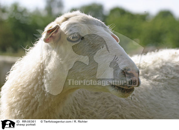 Schaf im Portrait / sheep portrait / RR-06361