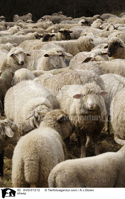 Schaf / sheep / AVD-01212