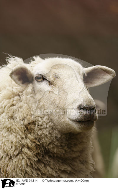 Schaf / sheep / AVD-01214