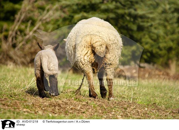 Schaf / sheep / AVD-01218
