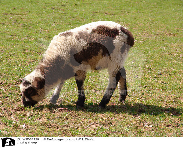 grasendes Schaf / grazing sheep / WJP-01130