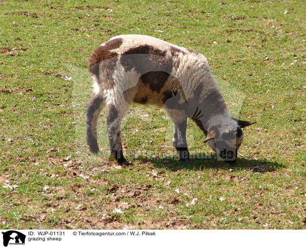 grasendes Schaf / grazing sheep / WJP-01131