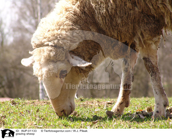 grasendes Schaf / grazing sheep / WJP-01133
